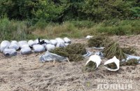 У лісосмузі у Луганській області поліція виявила 150 кг марихуани