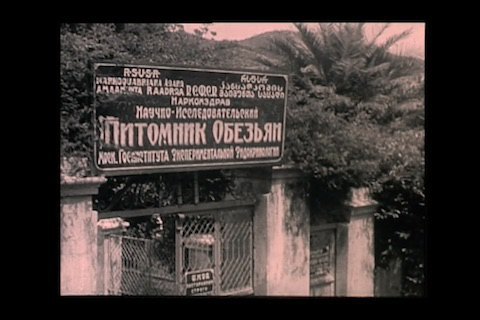В Японии нашли украинский немой фильм "Человек и обезьяна" 1930 года
