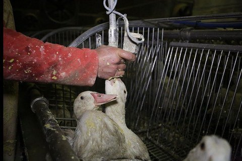 ​Единственная в Украине фабрика по производству фуа-гра закрывается