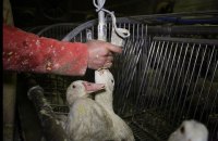 Єдина в Україні фабрика з виробництва фуа-гра закривається