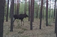 Лося внесено до Червоної книги України