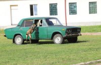 Кинологи силовых служб Украины провели антитеррористические учения