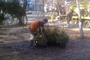 Донецкие власти на месте палаток чернобыльцев срочно сажают елки