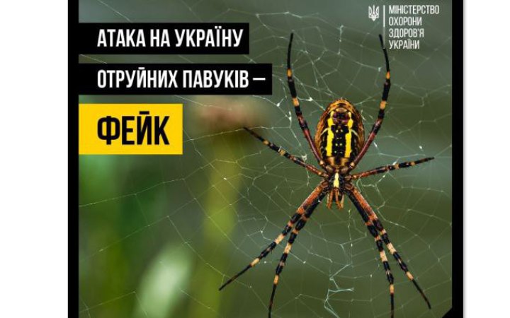 МОЗ назвало фейком нашестя отруйних павуків в Україні