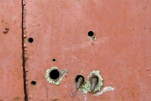 В Петербурге обнаружили гараж с бурыми медведями