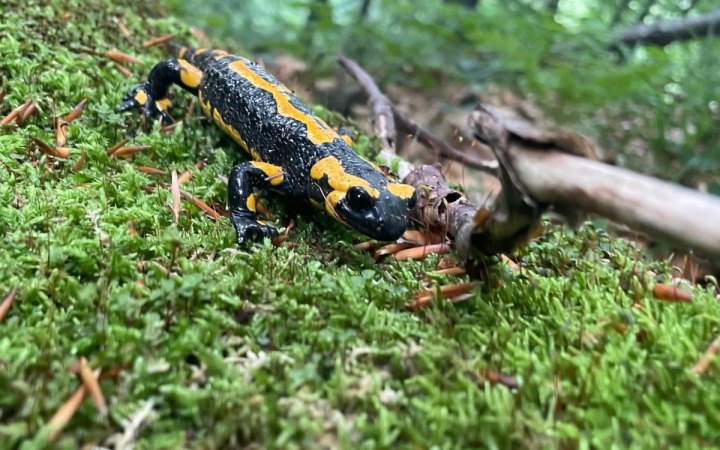 ​Косулі, кабани, саламандра: прикордонники показали, кого фіксують фотопастки в Карпатах