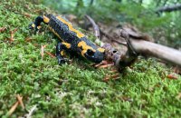 ​Косулі, кабани, саламандра: прикордонники показали, кого фіксують фотопастки в Карпатах