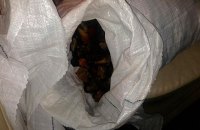 Полиция изъяла 89 кг янтаря в Ровенской области 