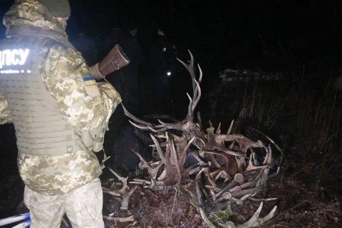 Двое украинцев и белорус собирали рога диких животных в Чернобыльской зоне