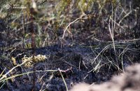 Рятувальники ліквідували лісову пожежу у Чорнобильській зоні 