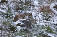 У Карпатах фотограф зустрів рідкісну червонокнижну рись