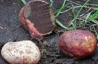 Сибирские трюфели оказались ризопогонами