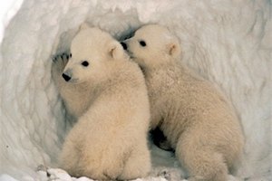 Глобальное потепление уменьшает размер животных и растений, - ученые
