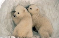 Глобальное потепление уменьшает размер животных и растений, - ученые