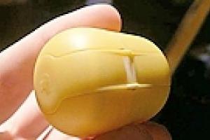 Немец пытался провезти в Украину наркотик в «Киндер-сюрпризе»