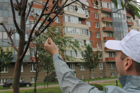 У Петербурзі сад "озеленили", примотавши до засохлих дерев зелені гілки скотчем