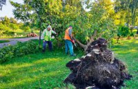 Через негоду в Києві повалено понад 350 дерев