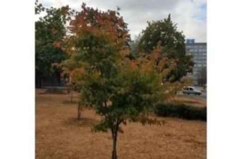 В День Валентина из киевского сквера украли клен в форме сердца