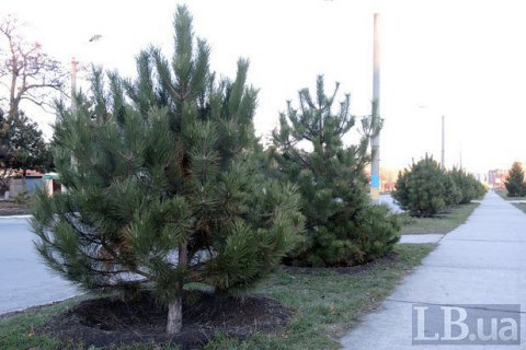 Елки в Киеве обрабатывают вонючим раствором, чтобы отпугнуть вандалов