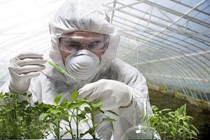 Американцы советуют Украине обратить внимание на ГМО-культуры