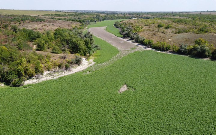 Дно колишнього Каховського водосховища засіяли рослинами, - Міндовкілля