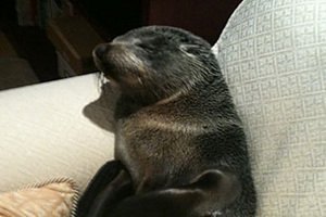 Домой к новозеландке приполз морской котик