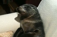 Домой к новозеландке приполз морской котик