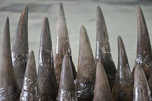 За контрабанду рогов в США арестовали семь человек
