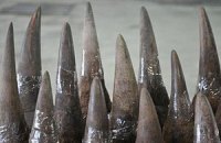 За контрабанду рогов в США арестовали семь человек