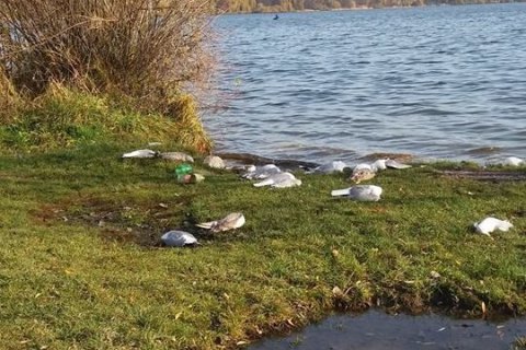 Госпродпотребслужба установила причину гибели чаек в Тернопольской области