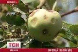 Мощные ливни затопили надежды на хороший урожай 