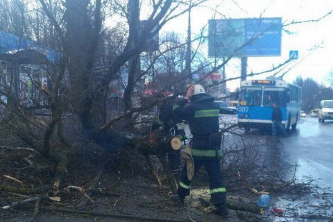 На 11-летнюю девочку в Виннице упало дерево 