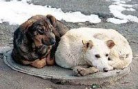 УЕФА стурбоване тим, що в Україні вбивають собак заради футболу
