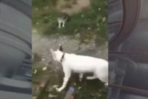 Харьковская студентка, выложившая видео с убийством котенка, отделалась штрафом 5 тыс. грн