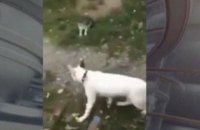 Харьковская студентка, выложившая видео с убийством котенка, отделалась штрафом 5 тыс. грн