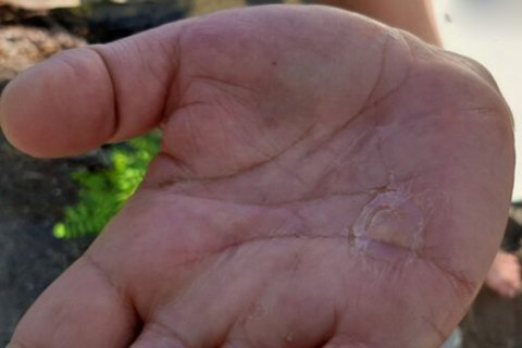 В Днепре возле Киева нашли рыбу-иглу и медуз