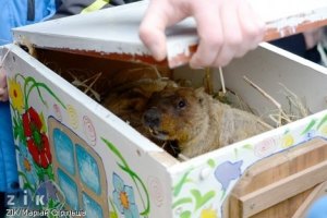 ​Львовские сурки предсказали раннюю весну