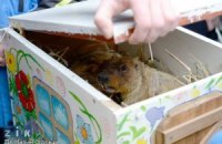 ​Львовские сурки предсказали раннюю весну