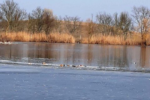 ​У заповіднику "Асканія-Нова" знову масово загинули птахи