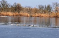 ​У заповіднику "Асканія-Нова" знову масово загинули птахи