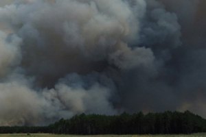 Херсонского пастуха приговорили к пяти годам тюрьмы за поджог леса