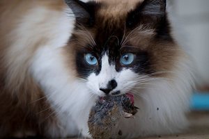 Хозяев заставят гулять вместе с кошками