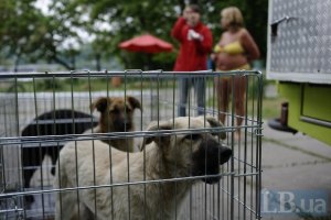 Харьковских бездомных собак отправят в Киев