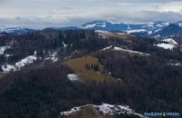 Карпати з молотка: кому вигідні аукціони з продажу деревини?