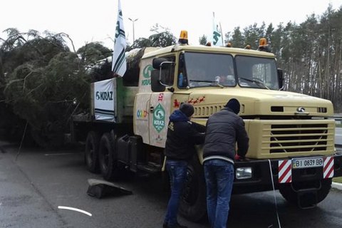 В Киев привезли главную елку страны