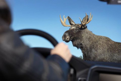 В Житомирской области лось стал причиной тройного смертельного ДТП