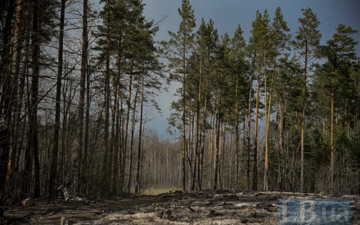 Киянам заборонили ходити в ліс до закінчення воєнного стану