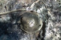 Військові на кордоні біля Дякового 11-й день перебувають у блокаді
