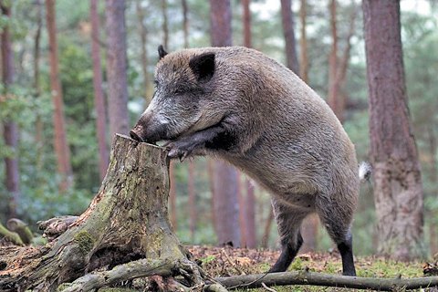 На Хортице ввели карантин из-за вспышки африканской чумы свиней