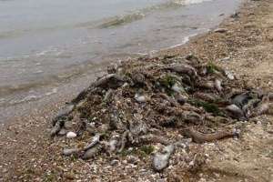 Дохлая рыба не мешает отдыху на Азовском море